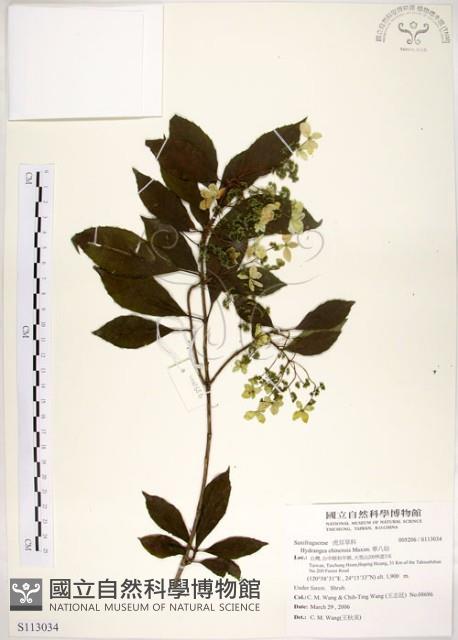 華八仙藏品圖，第1張