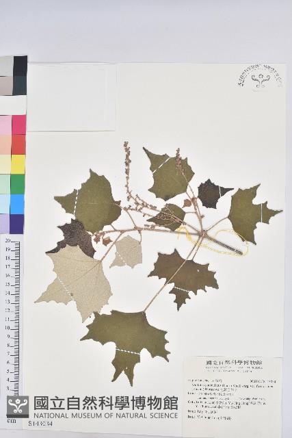 台灣白匏子藏品圖，第1張