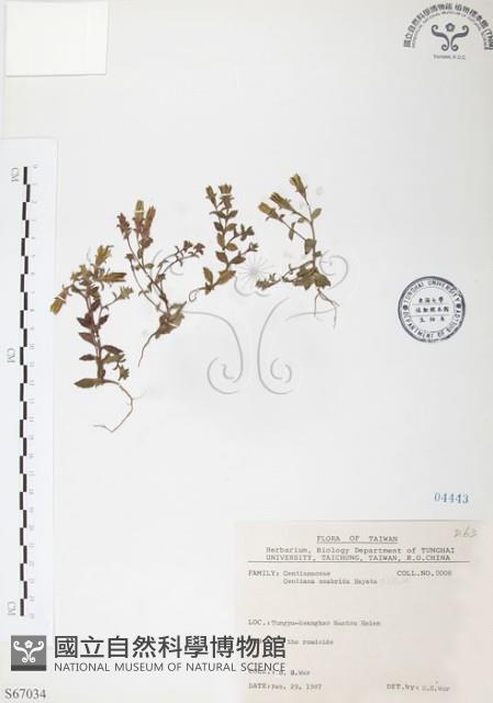 玉山龍膽藏品圖，第1張