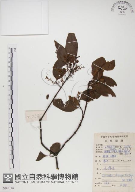 椆樹桑寄生, 大葉榿寄生藏品圖，第1張