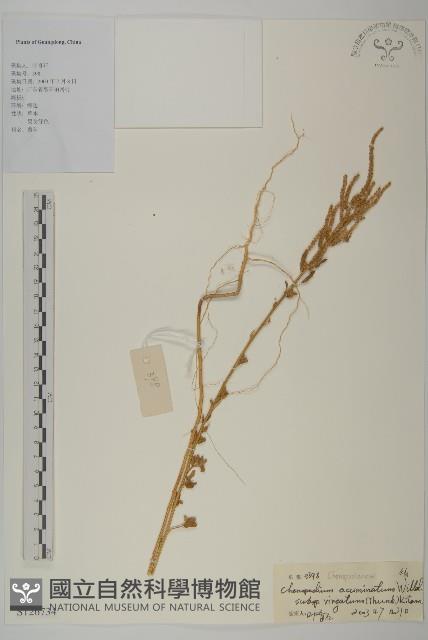 變葉藜藏品圖，第1張