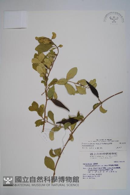 武靴藤藏品圖，第1張