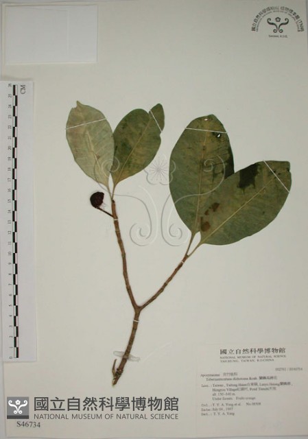 蘭嶼馬蹄花藏品圖，第1張
