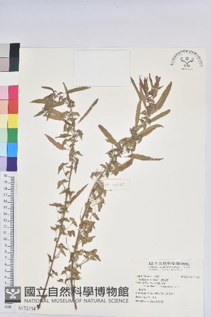 鐵莧菜藏品圖，第1張