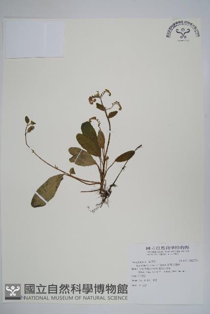 臺灣附地草藏品圖，第1張