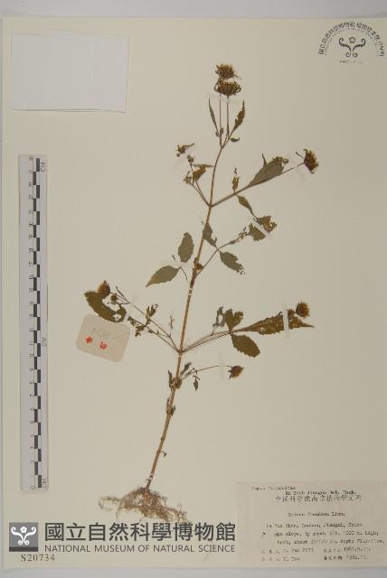 大狼把草藏品圖，第1張