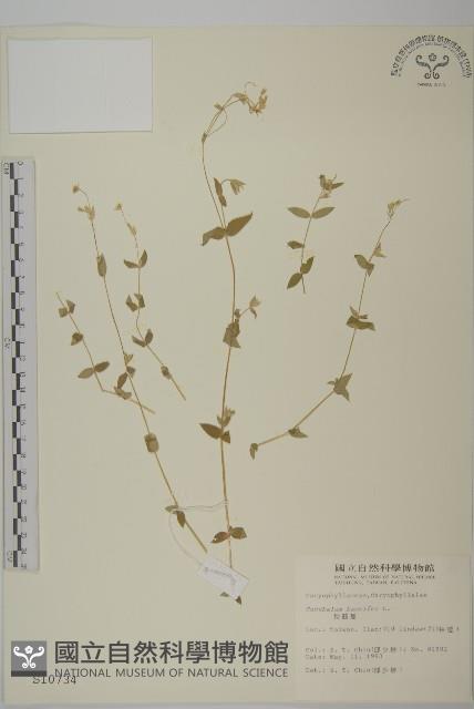 狗筋蔓藏品圖，第1張