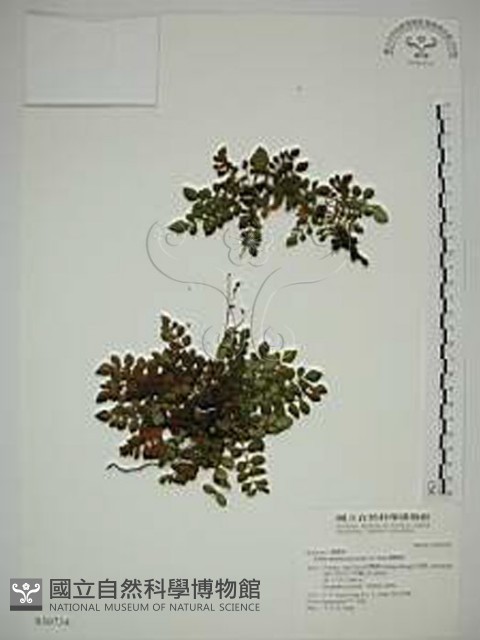 臺灣莓藏品圖，第1張