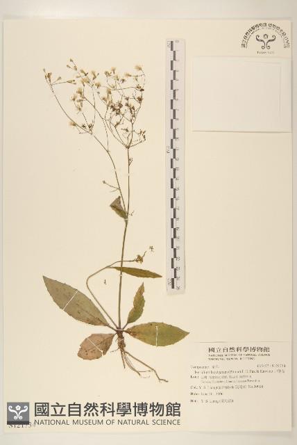 刀傷草藏品圖，第1張