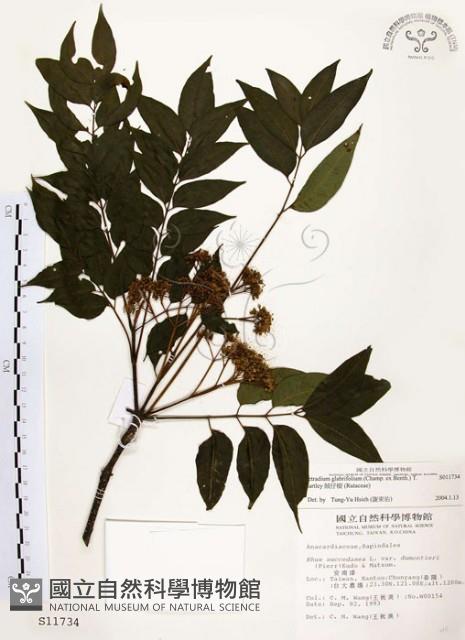 賊仔樹藏品圖，第1張