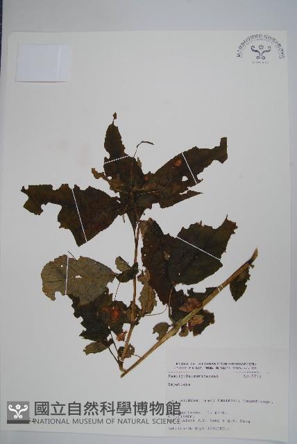 登錄號:S025734藏品圖，第1張