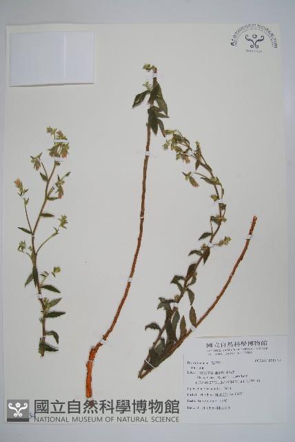 登錄號:S115734藏品圖，第1張