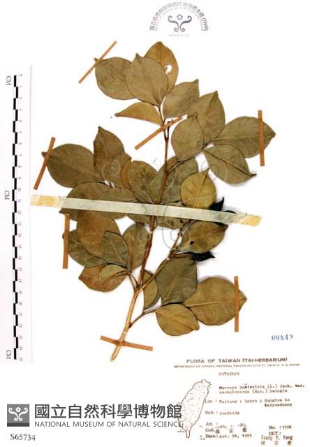 長果月橘藏品圖，第1張