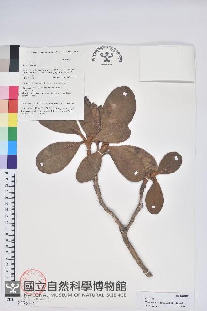 奪目杜鵑藏品圖，第1張