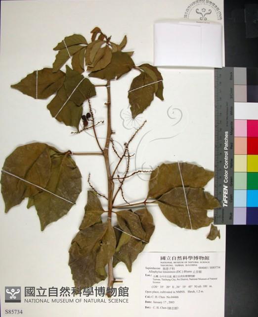 止宮樹藏品圖，第1張