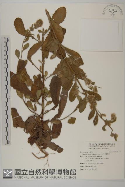 毛將軍藏品圖，第1張