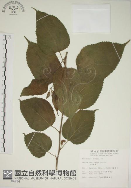 小桑樹藏品圖，第1張