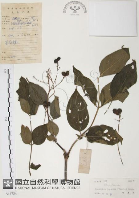 灰色木藍藏品圖，第1張