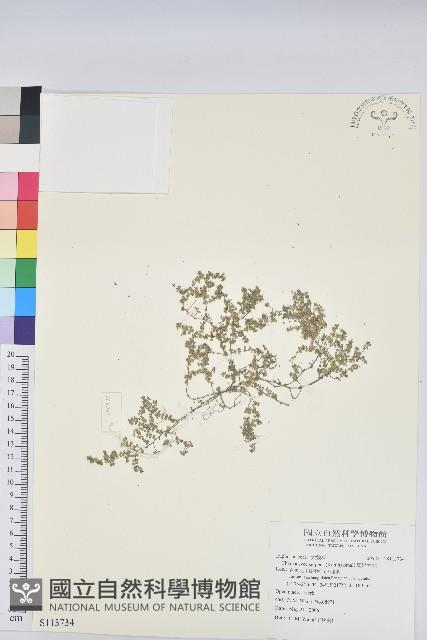 匐根大戟藏品圖，第1張