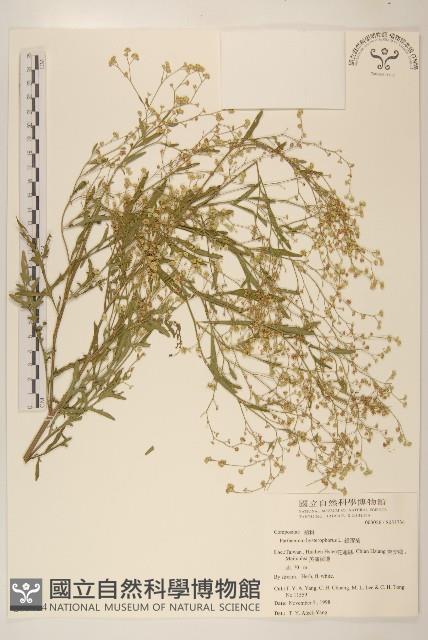 銀膠菊藏品圖，第1張