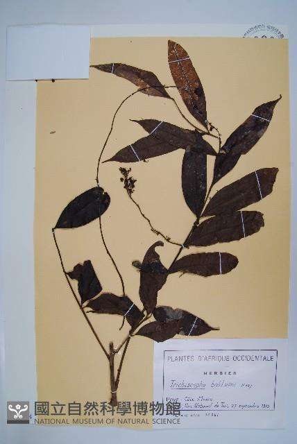 登錄號:S093734藏品圖，第1張