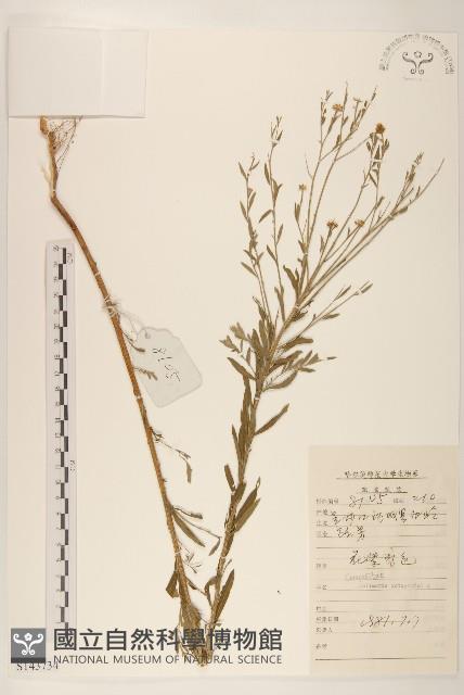 全葉馬蘭藏品圖，第1張