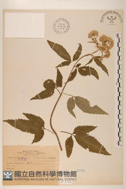 臺灣澤蘭藏品圖，第1張