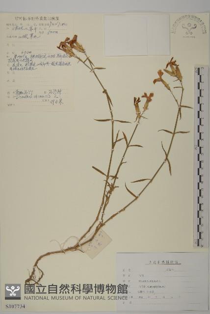 石竹、洛陽花、剪絨花藏品圖，第1張