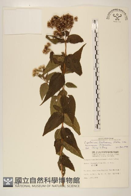 琉球澤蘭藏品圖，第1張