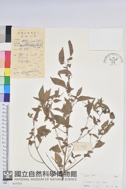 鐵莧菜藏品圖，第1張