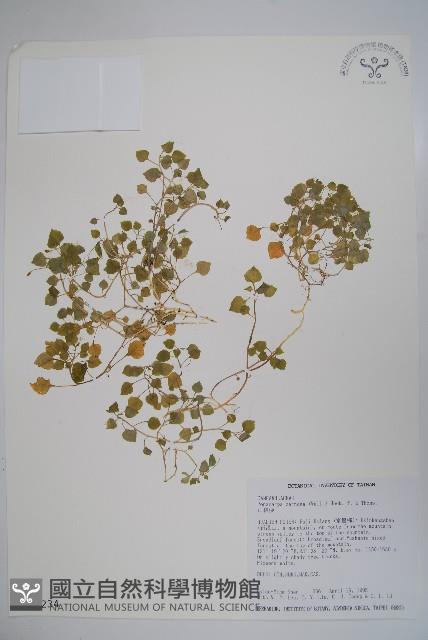 山桔梗藏品圖，第1張