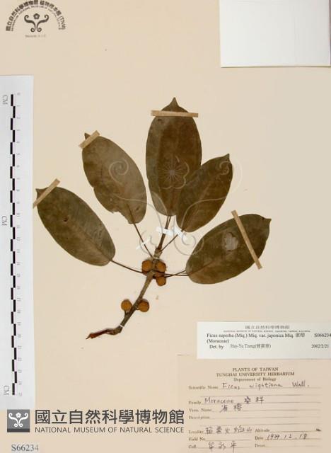 雀榕藏品圖，第1張