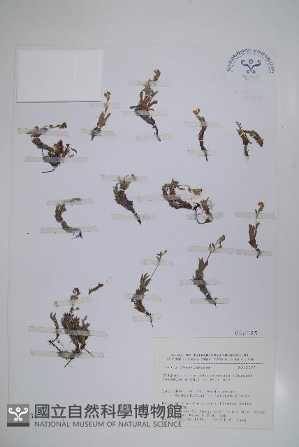 南湖附地草藏品圖，第1張