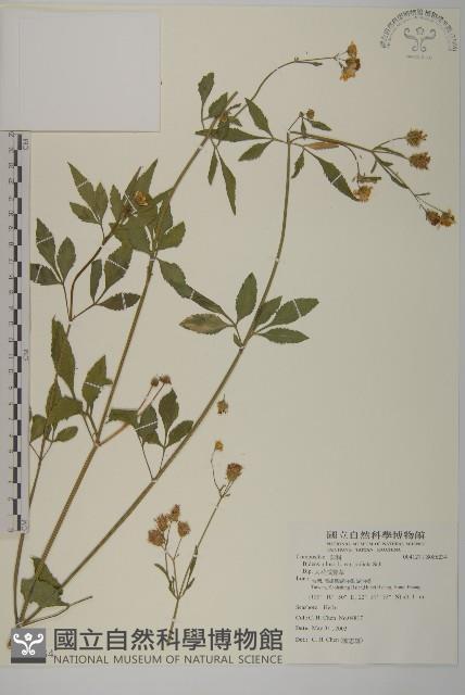 大花咸豐草藏品圖，第1張