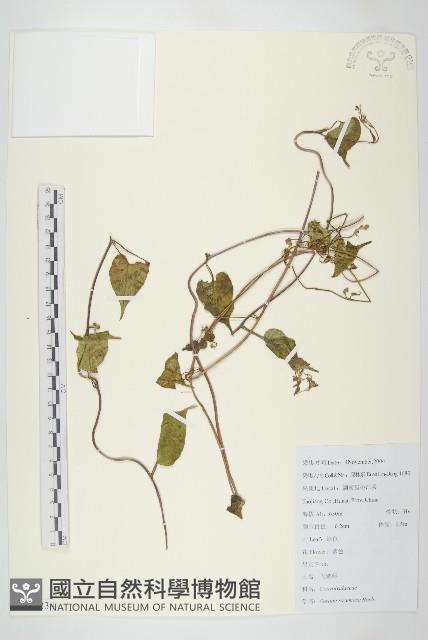 飛蛾藤藏品圖，第1張