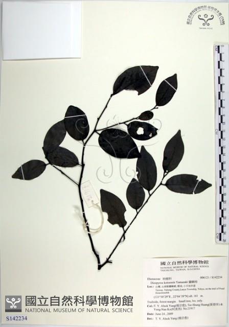 蘭嶼柿藏品圖，第1張