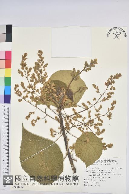 蠅翅草、三點金草藏品圖，第1張