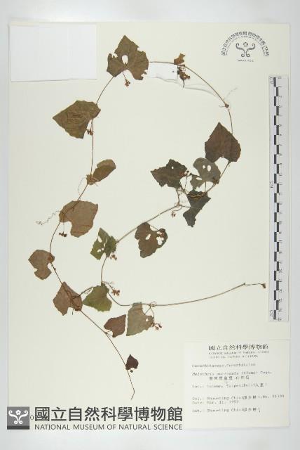 黑果馬交兒藏品圖，第1張