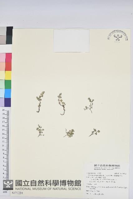 鵝鑾鼻大戟藏品圖，第1張