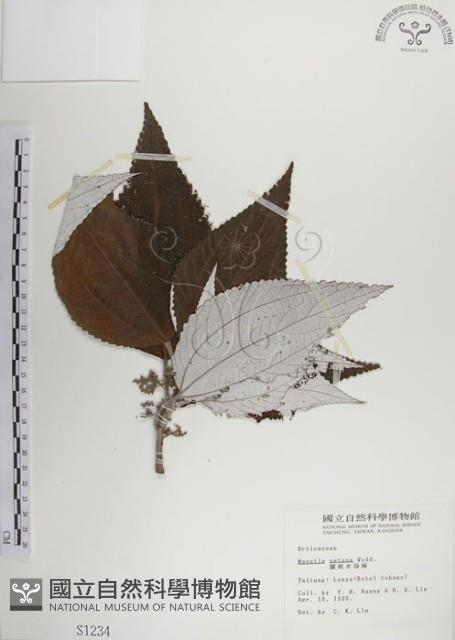 蘭嶼水絲麻藏品圖，第1張