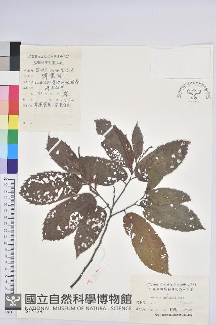 茅栗藏品圖，第1張