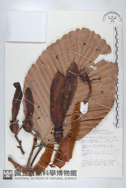 登錄號:S055234藏品圖，第1張