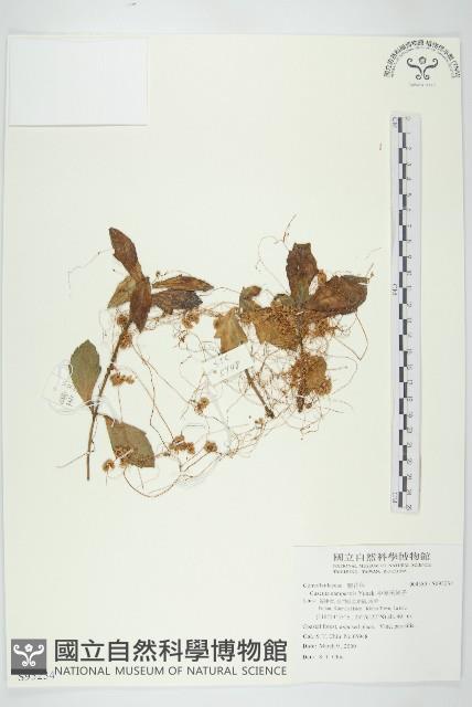 平原菟絲子藏品圖，第1張