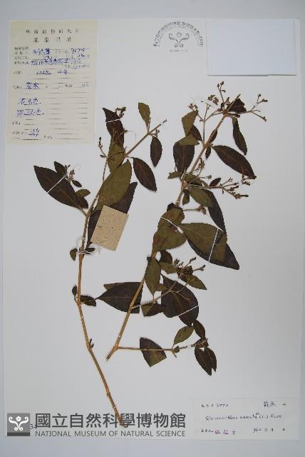 仙鶴草、白鶴靈芝藏品圖，第1張