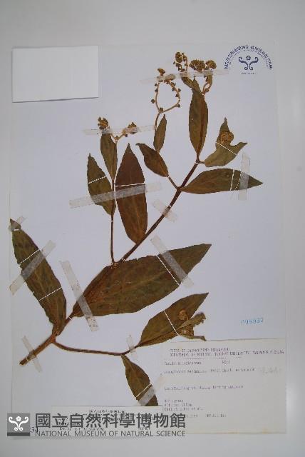 琉璃草藏品圖，第1張