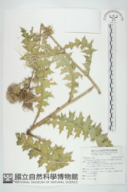 白花小薊藏品圖，第1張