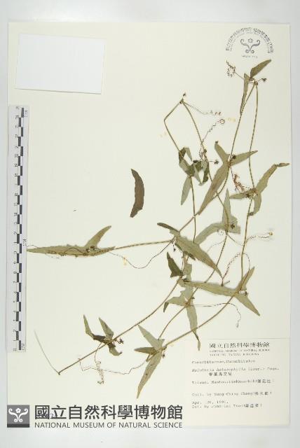 變葉馬交兒藏品圖，第1張