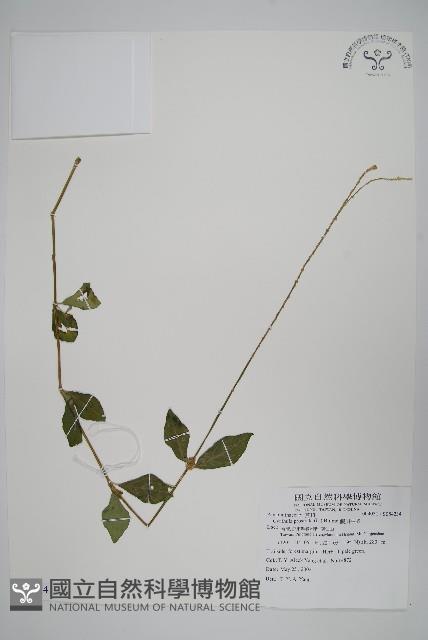 假川牛膝藏品圖，第1張