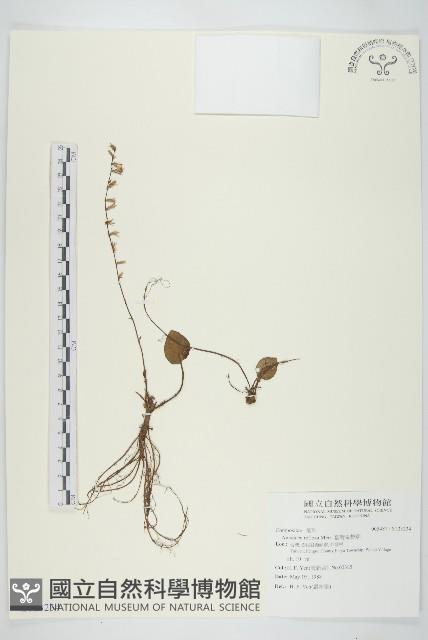 臺灣鬼督郵藏品圖，第1張