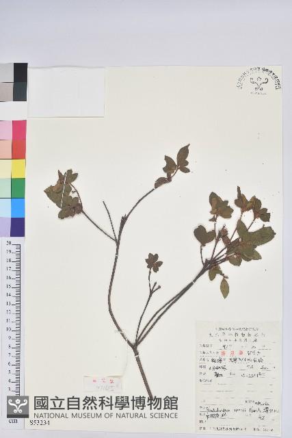 唐杜鵑、大屯杜鵑、中原氏杜鵑藏品圖，第1張